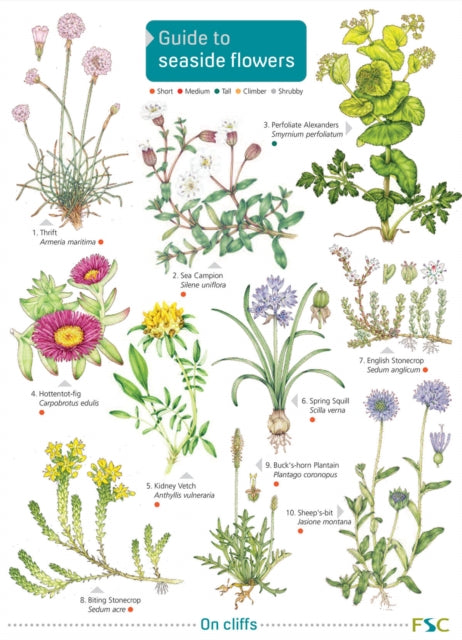 Seaside Flowers-9781908819543